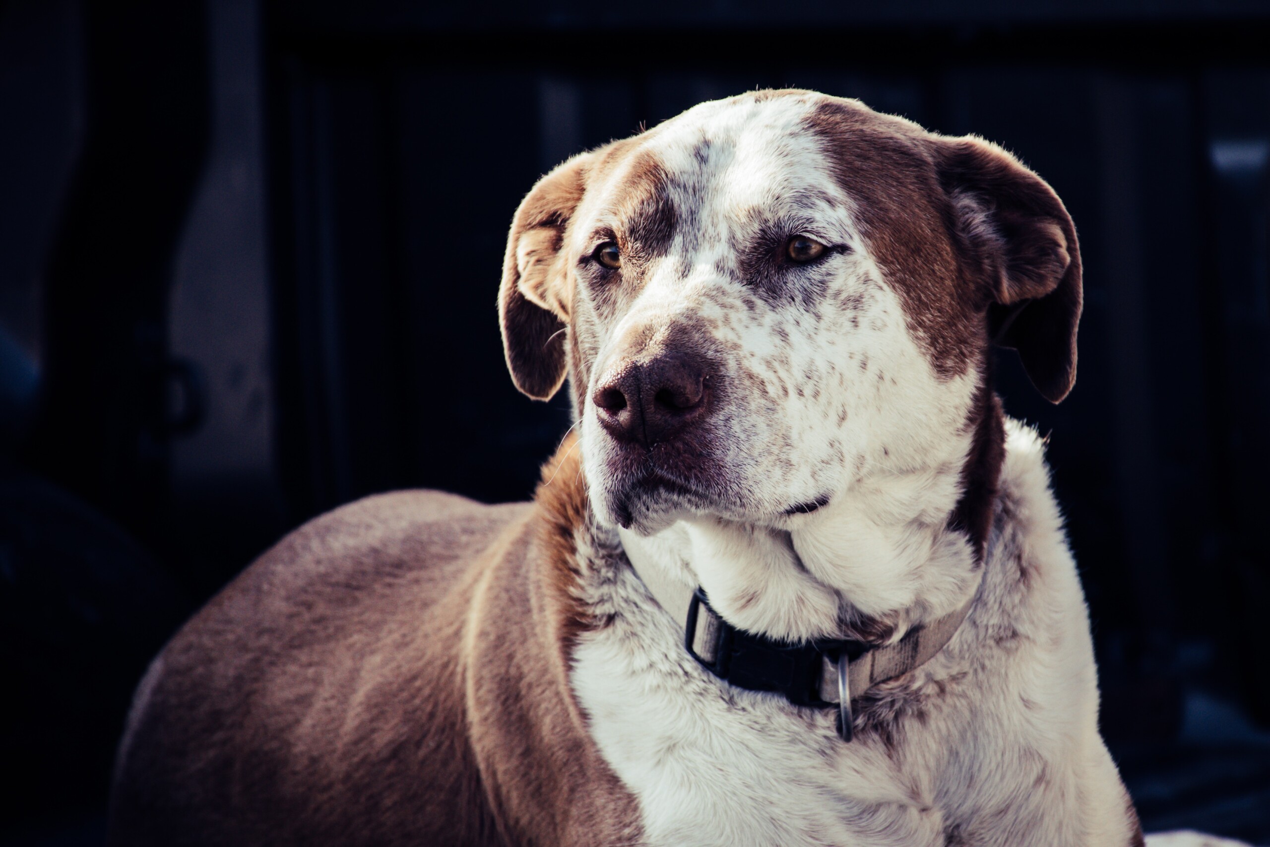 No será sacrificado el pitbull que mordió a ladrón y lo dejó grave