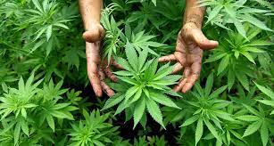 Primera Cumbre Nacional de Cannabis y Cáñamo 2022 reunirá todos los sectores de la industria en el Valle.