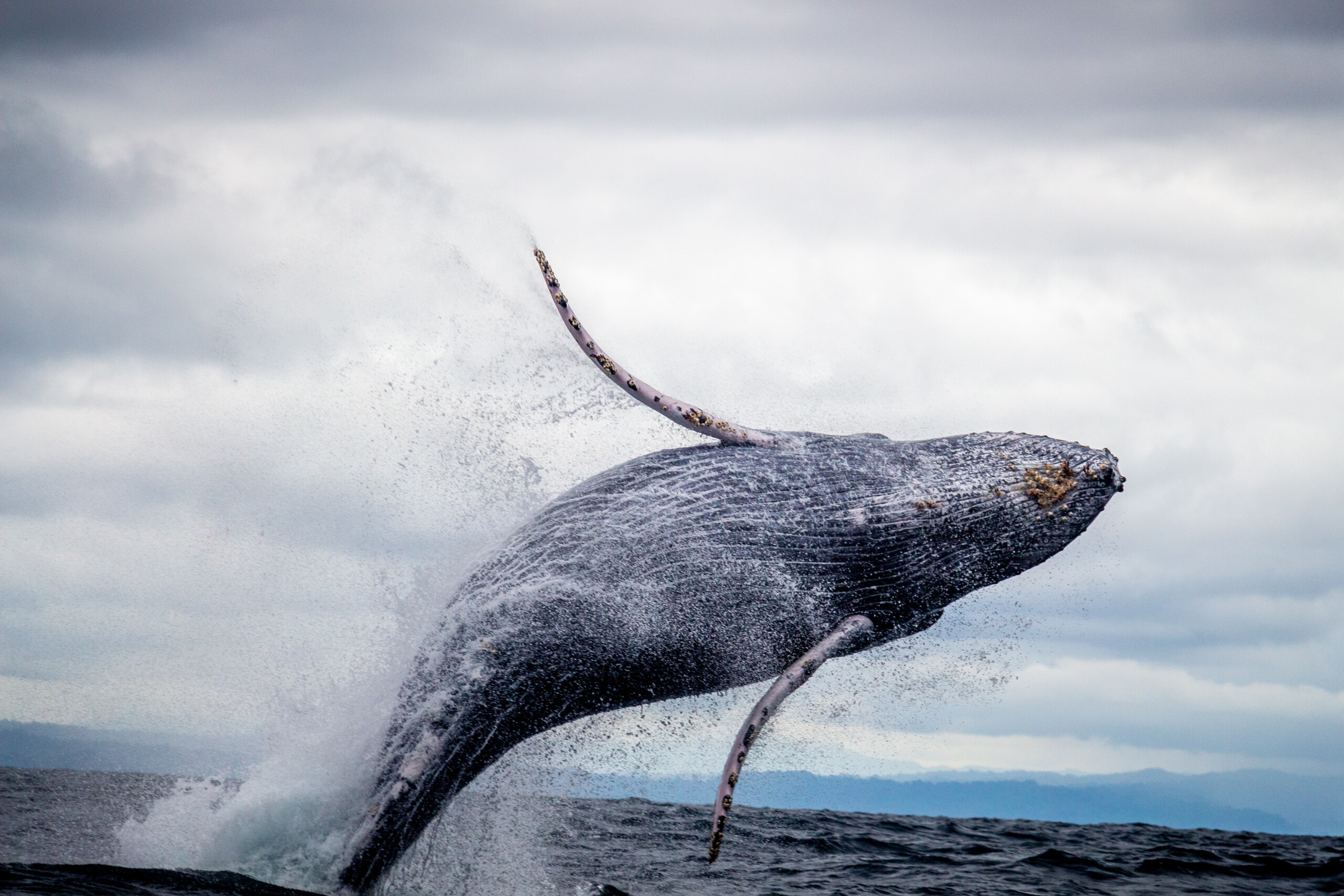 Con el canto de las ballenas y cantaoras, la invitación es a vivir un fin de semana inolvidable en Buenaventura