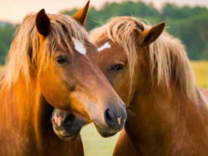 Fueron encontradas más de 100 cabezas de caballo en el Cauca.