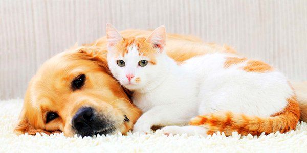 Aprueban impuestos para la compra de mascotas.