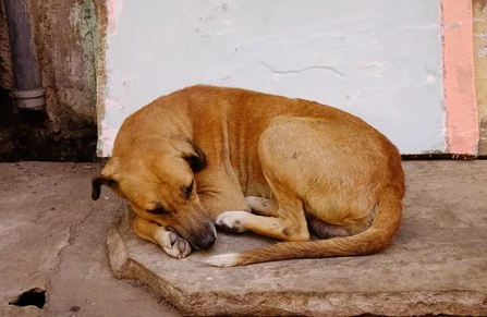 ¡Indignante! Perro fue quemado con agua hirviendo.
