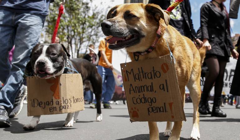 El Valle contará con Política Pública de Protección Animal, ya fue radicada ante la Asamblea Departamental.