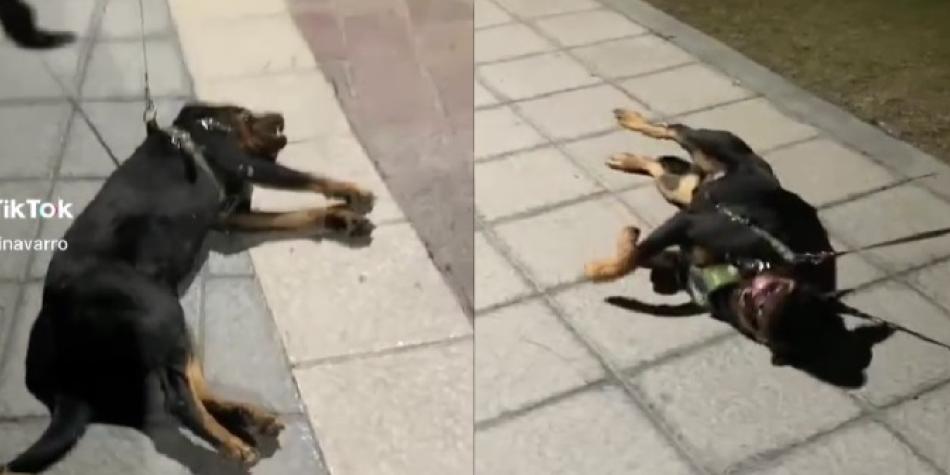Perrito hace berrinche para no irse del parque.
