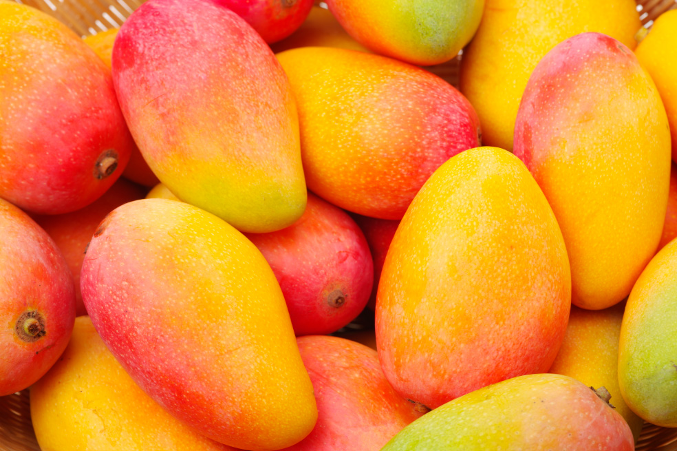 Colombia exporta mango a Estados Unidos por primera vez.