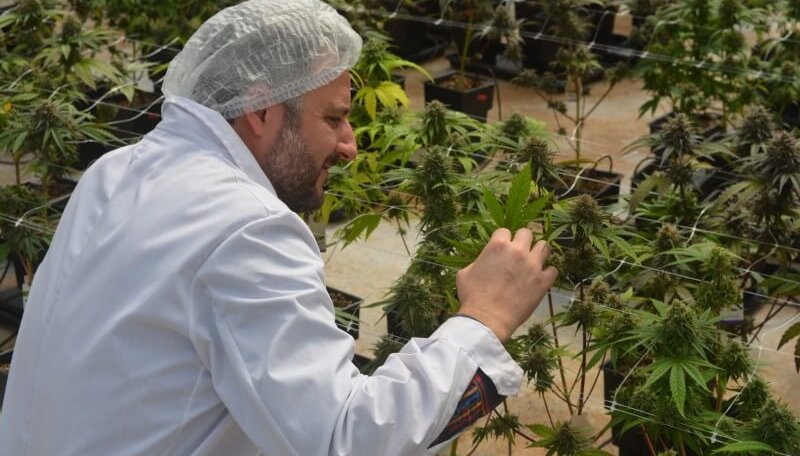 Con nuevas alianzas entre emprendedores y ventas por más de $70 millones, cerró la I Cumbre Nacional de Cannabis y Cáñamo