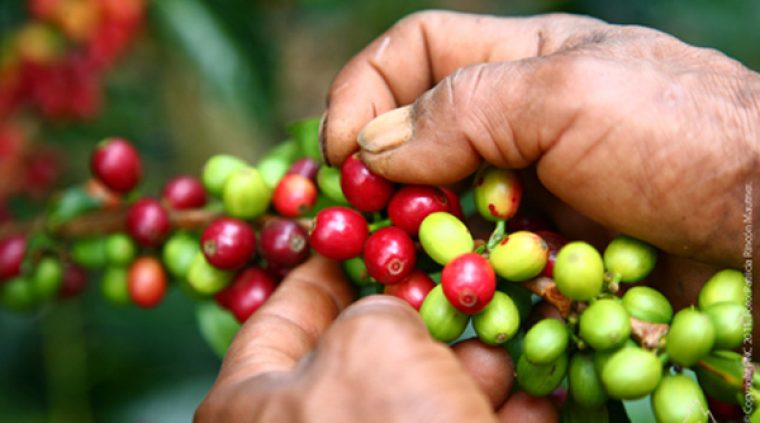 Productores de café, plátano y maíz podrán asegurar sus cultivos con el Programa de Incentivos de Seguro Agropecuario.