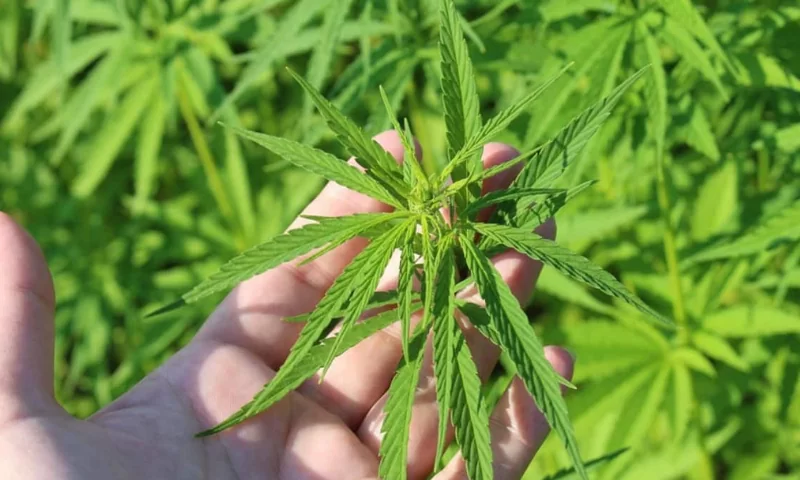 Con foros virtuales educativos, el Valle enciende ‘motores’ para la I Cumbre Nacional de Cannabis y Cáñamo 2022