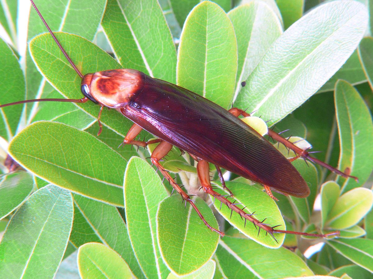 Zoológico permitirá que le ponga el nombre de su ex a una cucaracha.