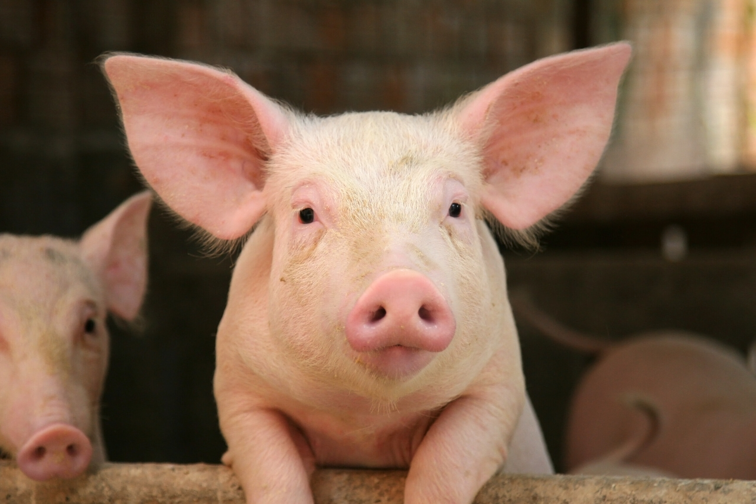 Carnicero falleció al intentar sacrificar a un cerdo.