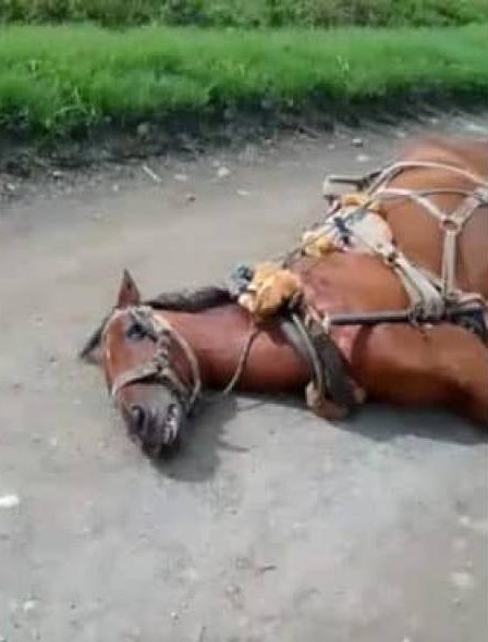 Manuelita lamenta la muerte de un caballo en el municipio de Palmira.