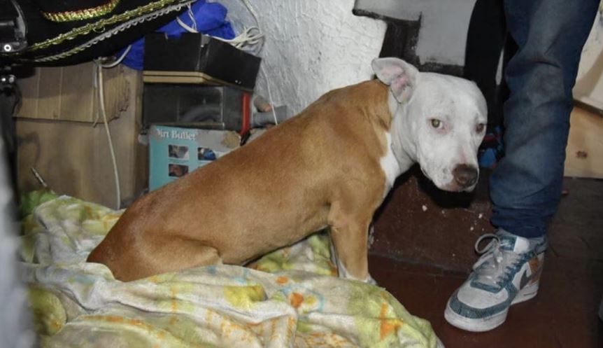 Condenado a prisión por maltratar a su perro.