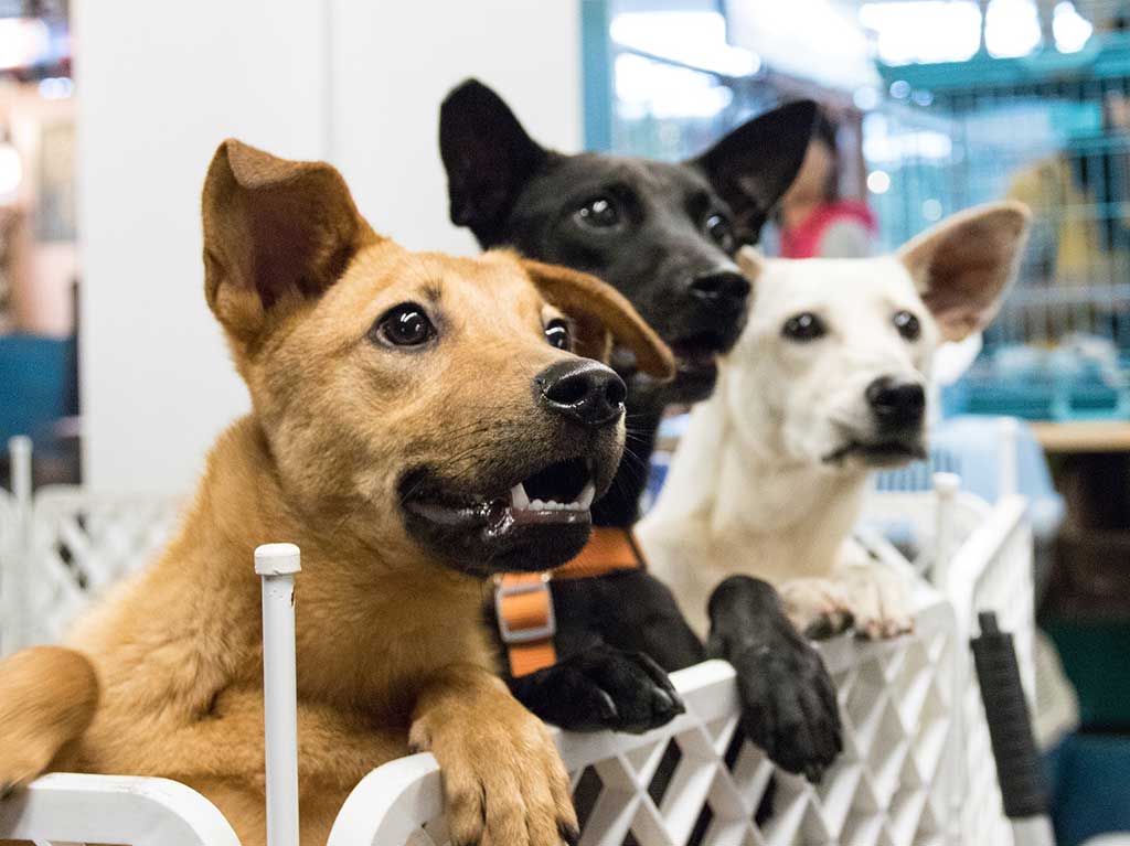 Estudiantes podrán pagar labor social cuidando perros.