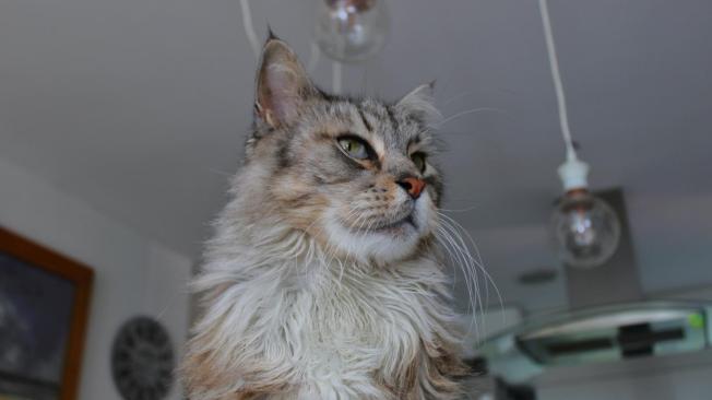 Romeo, el primer gato con marcapasos en Colombia.