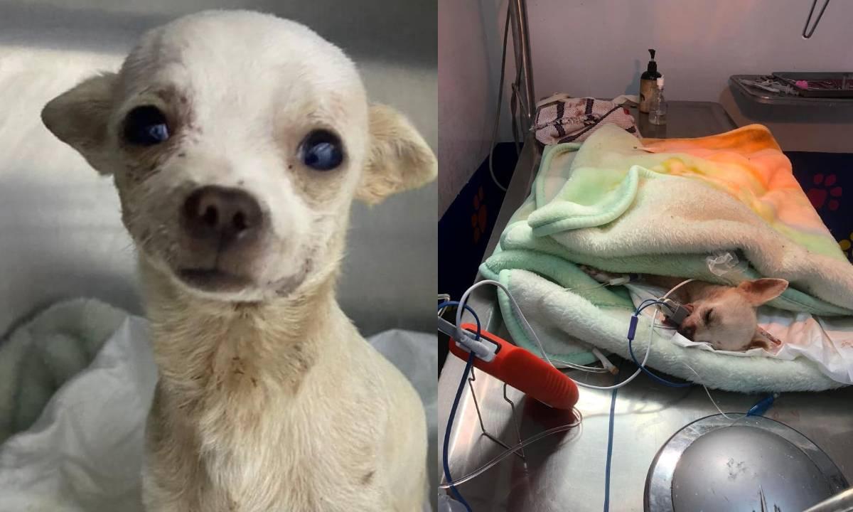 Fallece Pinky, el perro chihuahua héroe que defendió su hogar de un robo