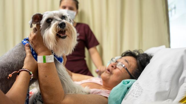 Perrito visitó a su ama en la clínica y le mejoró la salud.