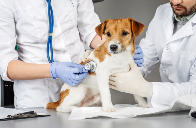 Primer hospital público para mascotas en Bogotá