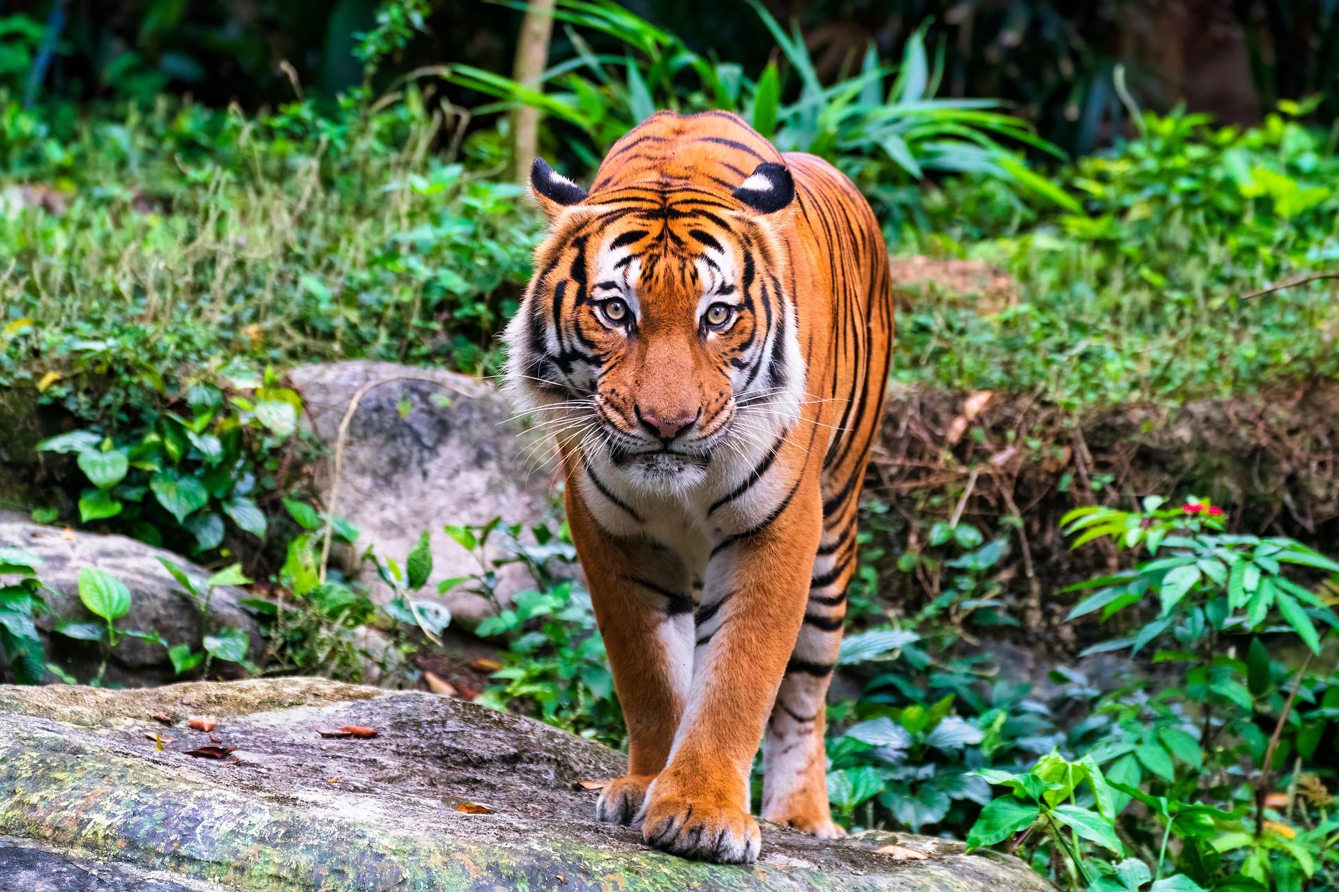 En la Hacienda Nápoles les tocó matar a un tigre que se escapó