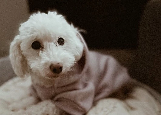 Abandonó a su perrita, porque no tenia dinero para sus tratamientos.