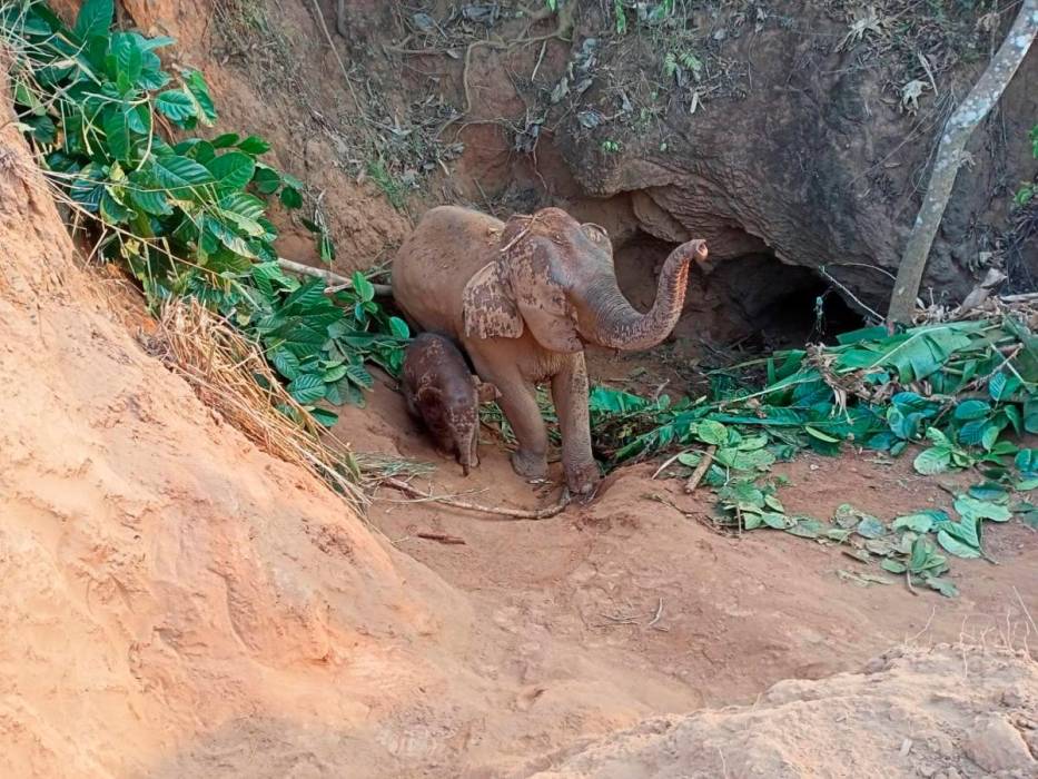 Elefanta y su cría son rescatadas tras caer en un hoyo en Tailandia