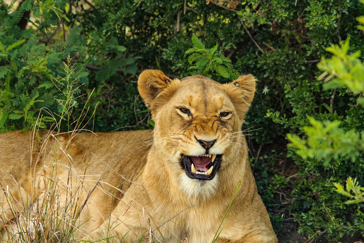Leona intenta atacar a bebé en zoológico de China mientras su madre le saca una foto