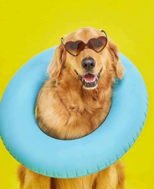 Usuarios preocupados por el futuro de Waffles, la mascota de Viva Air