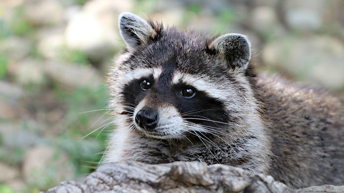 La OMS reveló que los perros mapache podrían estar relacionados con el origen del coronavirus.