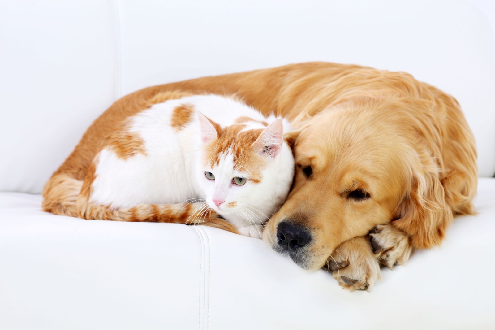 Enfermedades de piel: 58% de mascotas sufren al menos un episodio a lo largo de su vida.