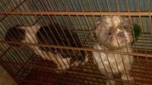 "Veterinario" escondía criadero ilegal de perritos en malas condiciones.