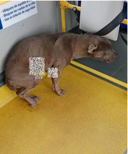 Perrita herida sube a TransMilenio buscando ayuda.