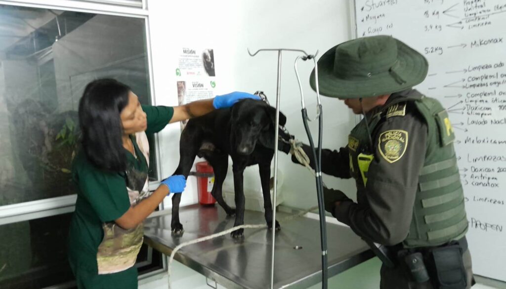 Anciano castró en su propia casa a un perrito. Lo capturaron por maltrato animal.