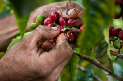 Aumento significativo en exportaciones de café y consumo interno en Colombia.