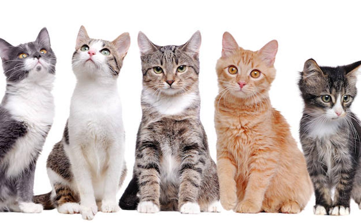 Mujer deja una fortuna de 2.5 millones de dólares a sus siete gatos.