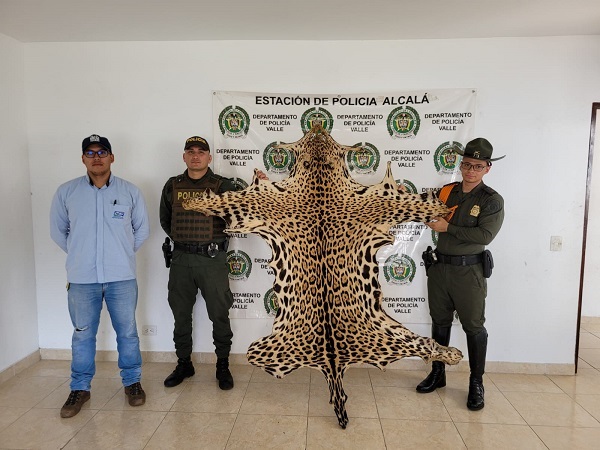 Jaguar fue sacrificado, su piel la encontraron en Alcalá
