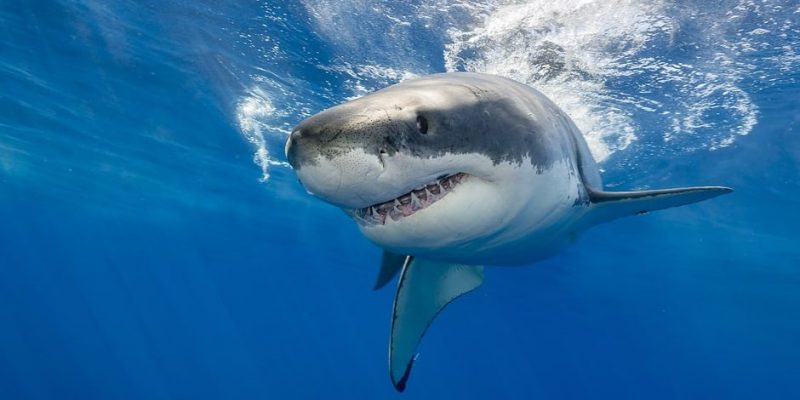 ¡Sorprendente! Tiburón se come la pierna de un turista con un mordisco.