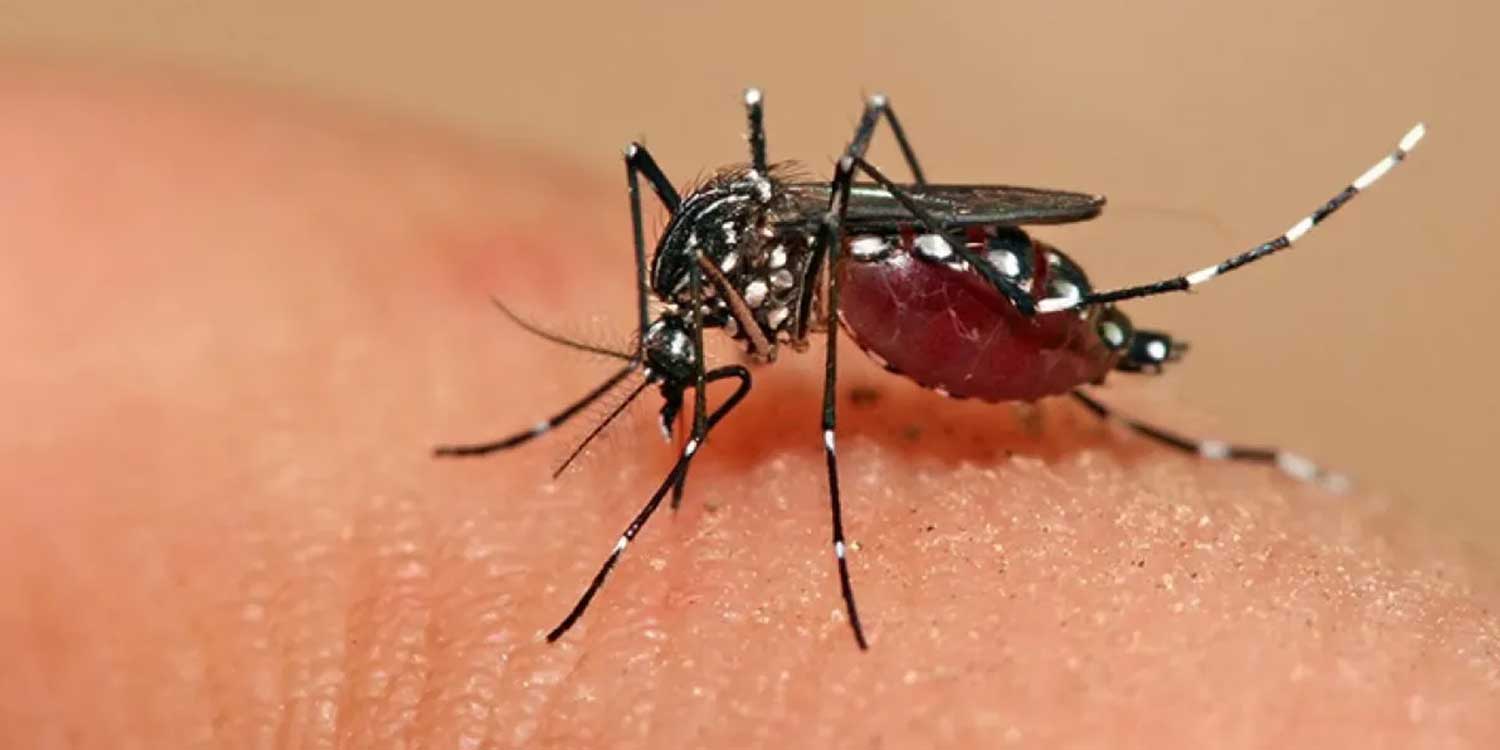 Alerta en Cali por Dengue: Todos los Serotipos del Virus Circulan en la Ciudad