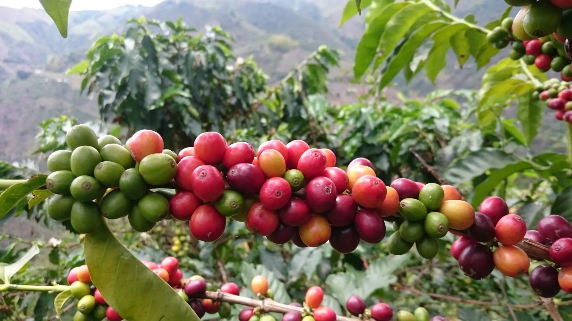 Líderes Cafeteros del Eje Cafetero Proponen Cese de Actividades