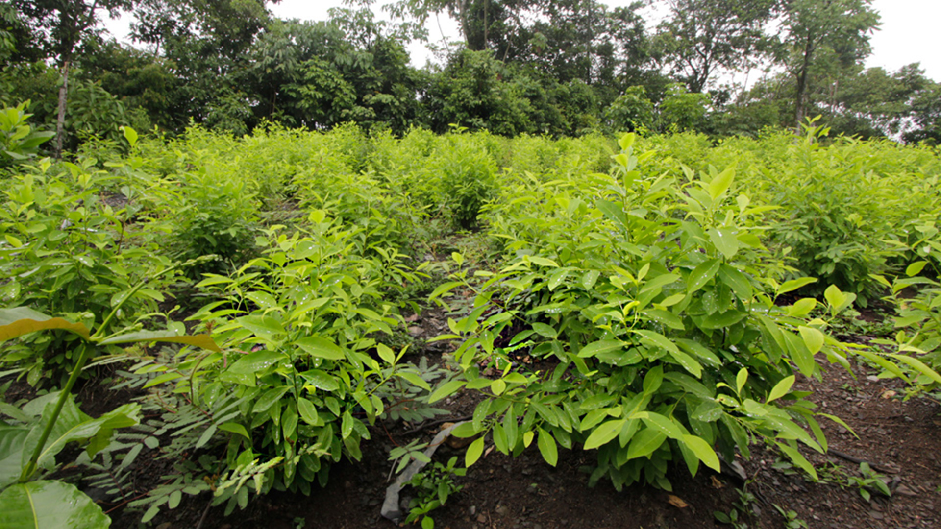 Aumento histórico en cultivos de coca en Colombia en 2022: UNODC