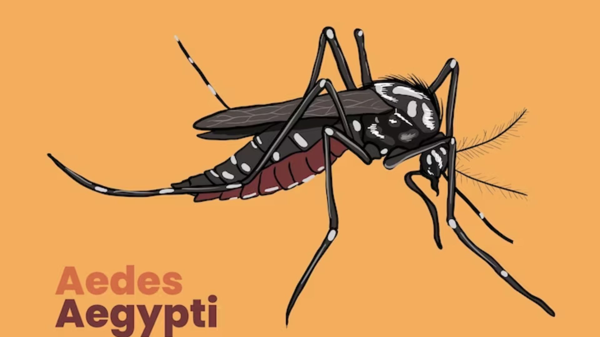 Mosquitos con Wolbachia en Yumbo: El freno al dengue
