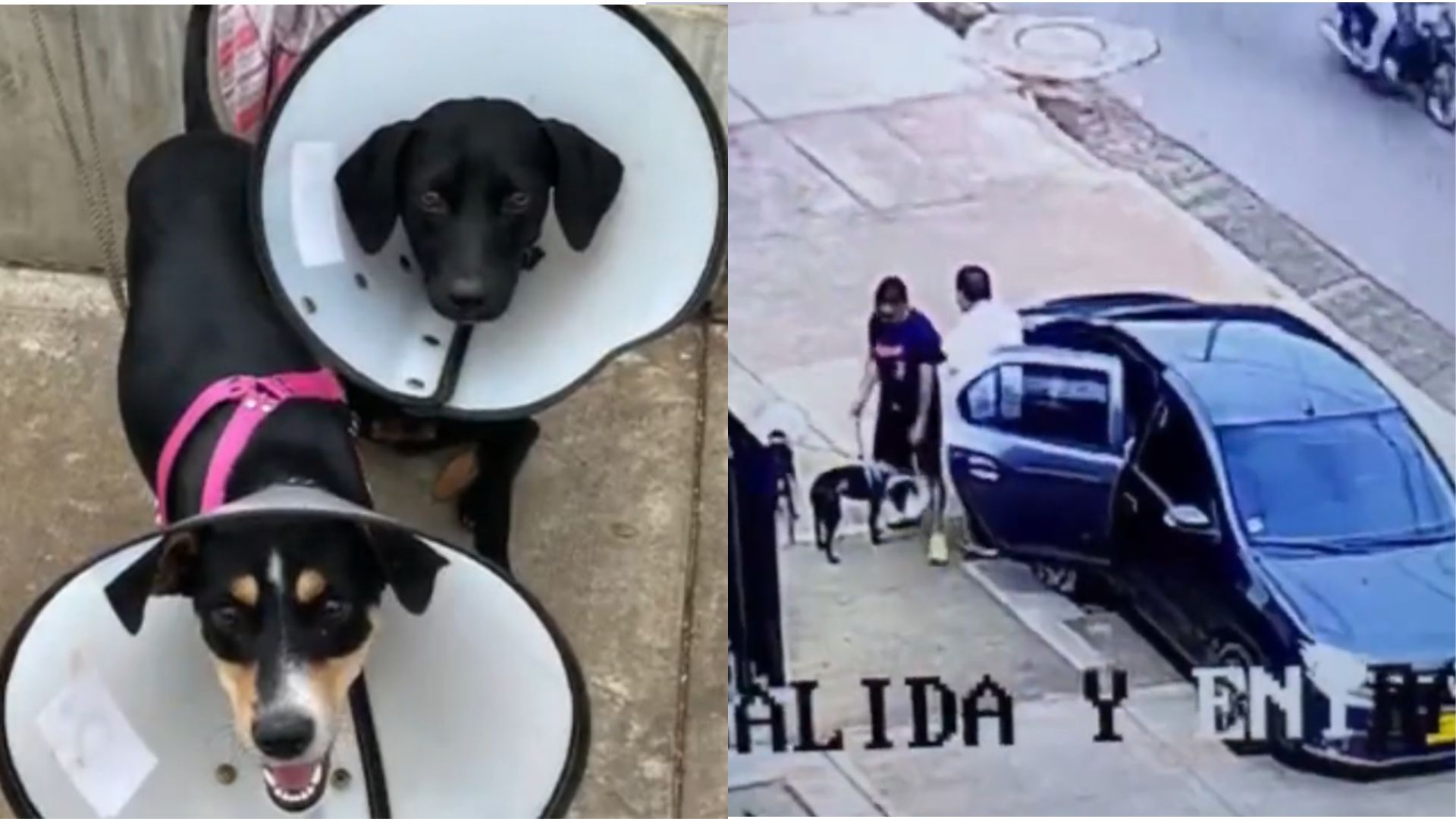 Abandono de Perritas en Bienestar Animal de Cali: Buscan Responsables