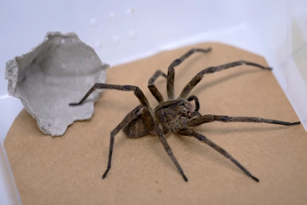Veneno de la Araña Bananera: Nuevo Tratamiento Contra la Disfunción Eréctil y Posible Lucha Contra el Cáncer