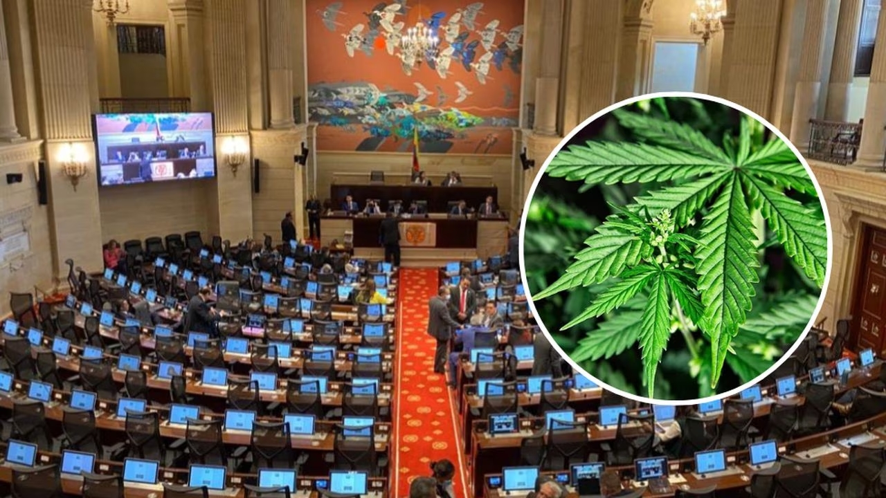 Cámara de Representantes avanza en la regulación del cannabis para uso adulto en Colombia