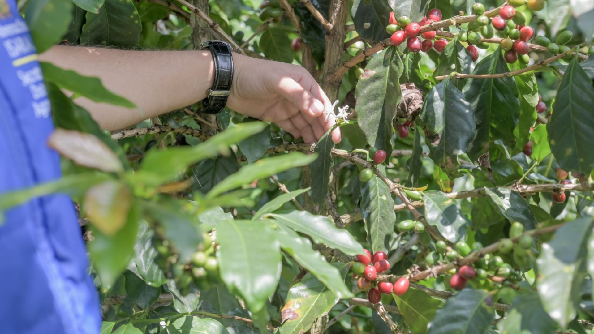 Café de Risaralda se eleva con Hernando Tapasco