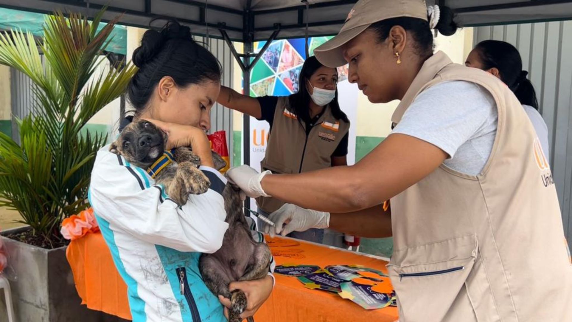 UESVALLE Vacuna 7.000+ Animales Contra Rabia
