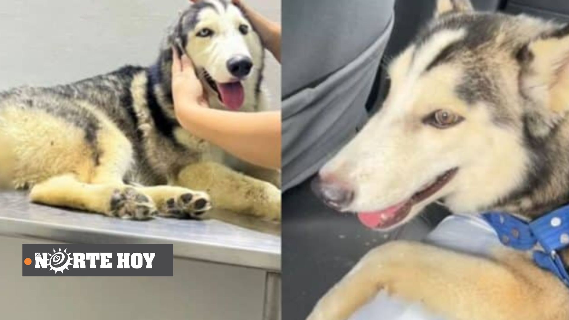Búsqueda incansable para encontrar al culpable de maltratar brutalmente a 'Ovito', un cachorro en Jamundí