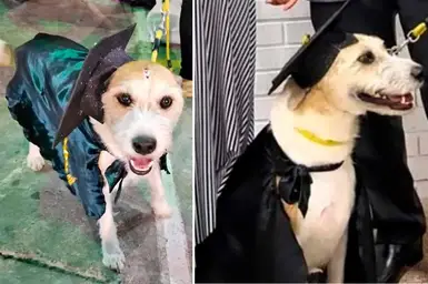 En Colegio de Armenia Graduaron a Monita, La Perrita que los Acompaño Varios Años