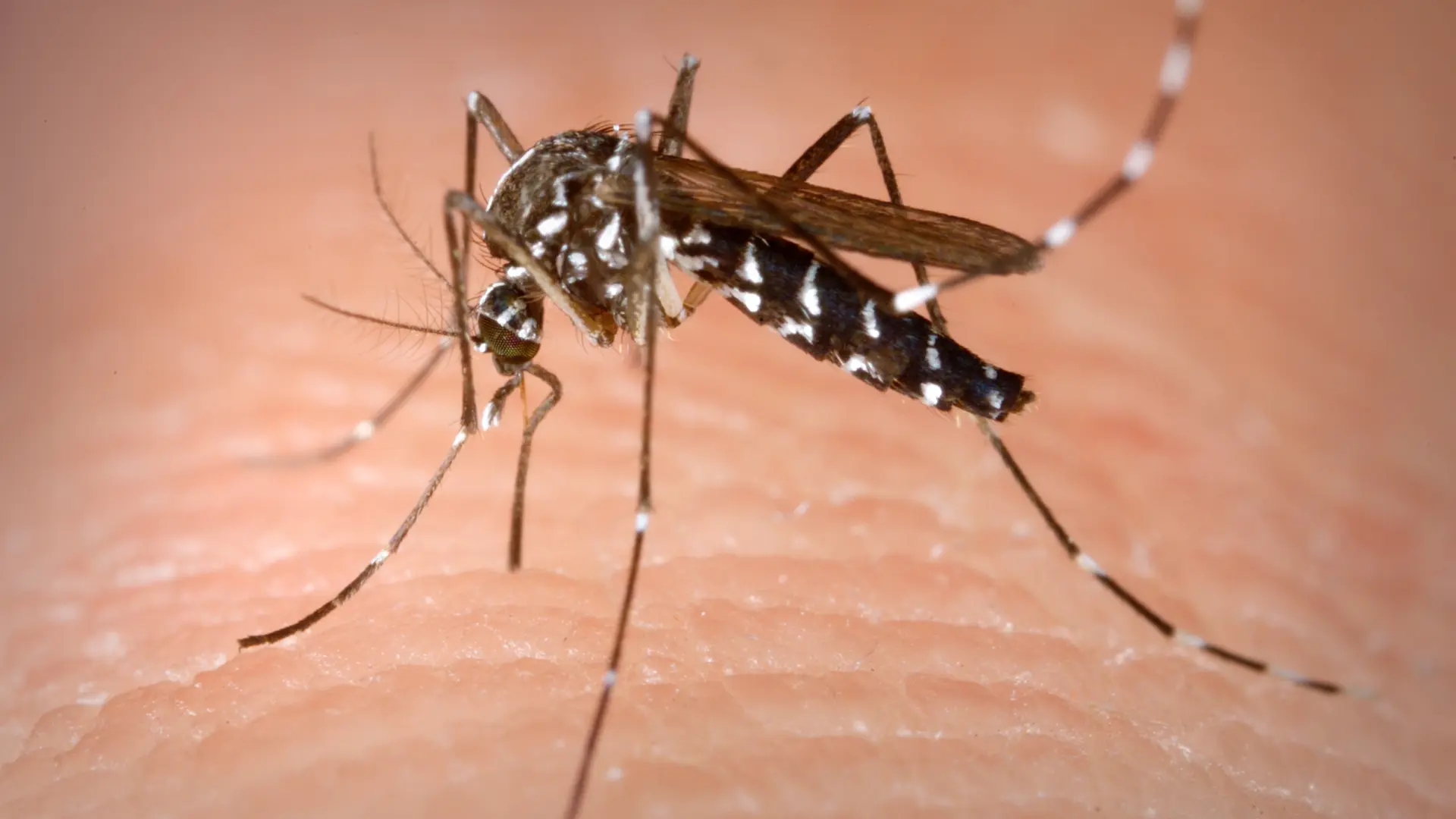 Alerta Dengue: Secretaría de Salud Fortalece Acciones en el Valle del Cauca
