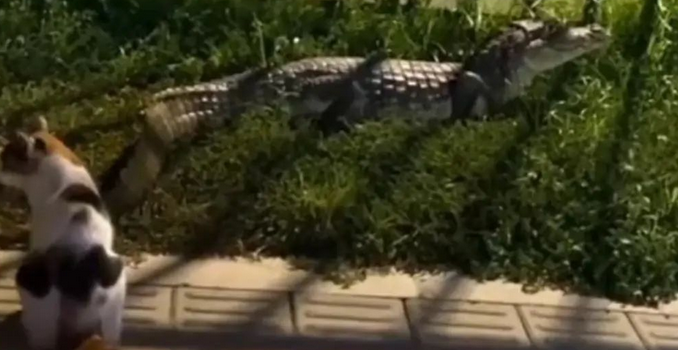 Encuentro inesperado en Barranquilla, un caimán y gato protagonizan una curiosa escena