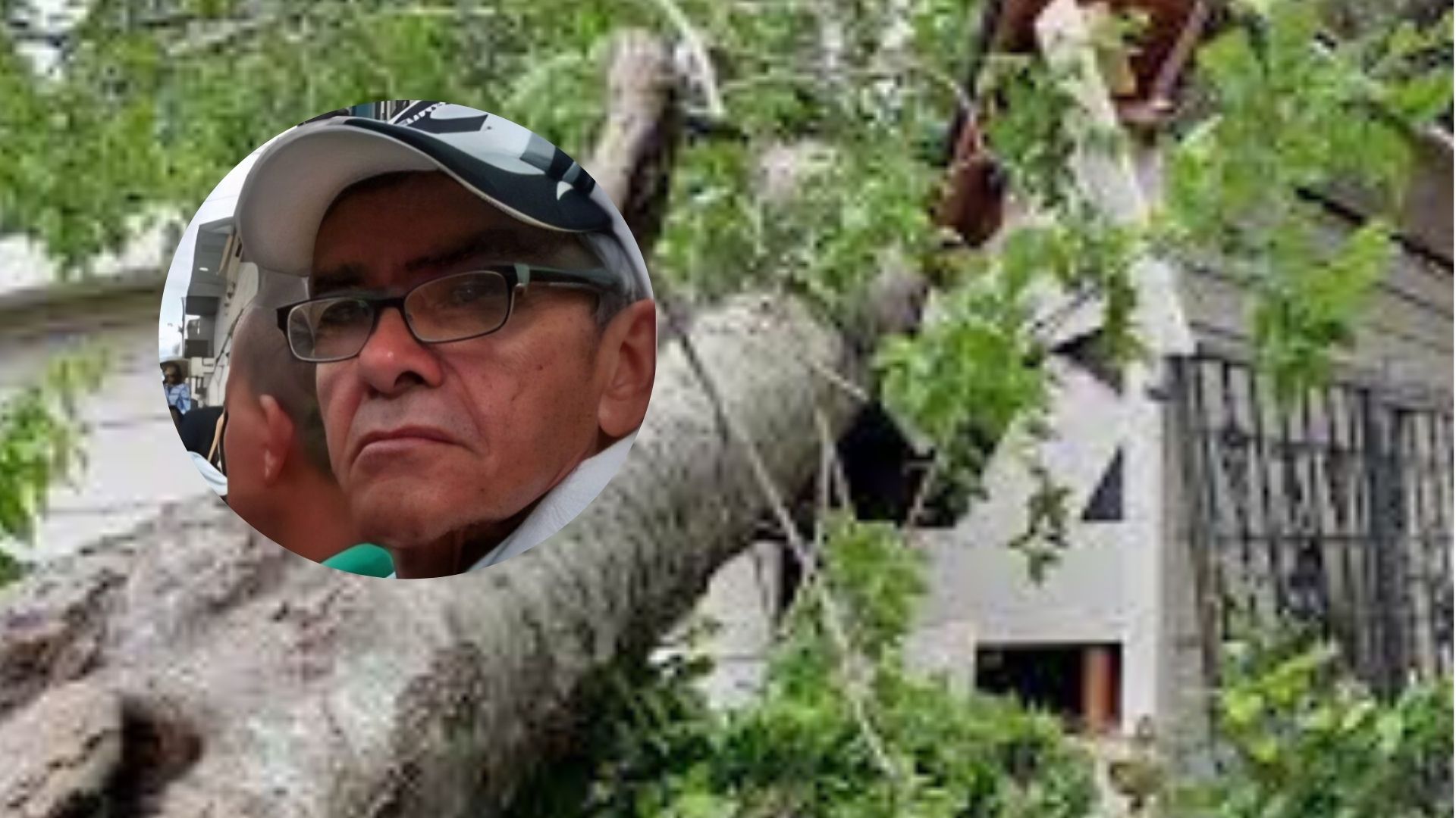 Abuelo Murió Cuando Le Cayó Un Árbol Encima