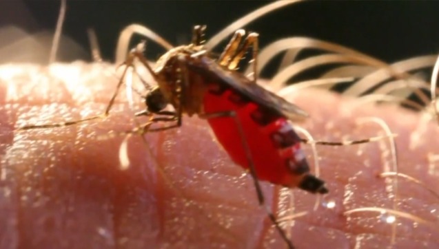El Dengue Podría Triplicarse En 30 Días